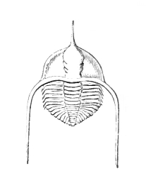 File:Cnemidopyge nuda (synonym Ampyx nudus).jpg