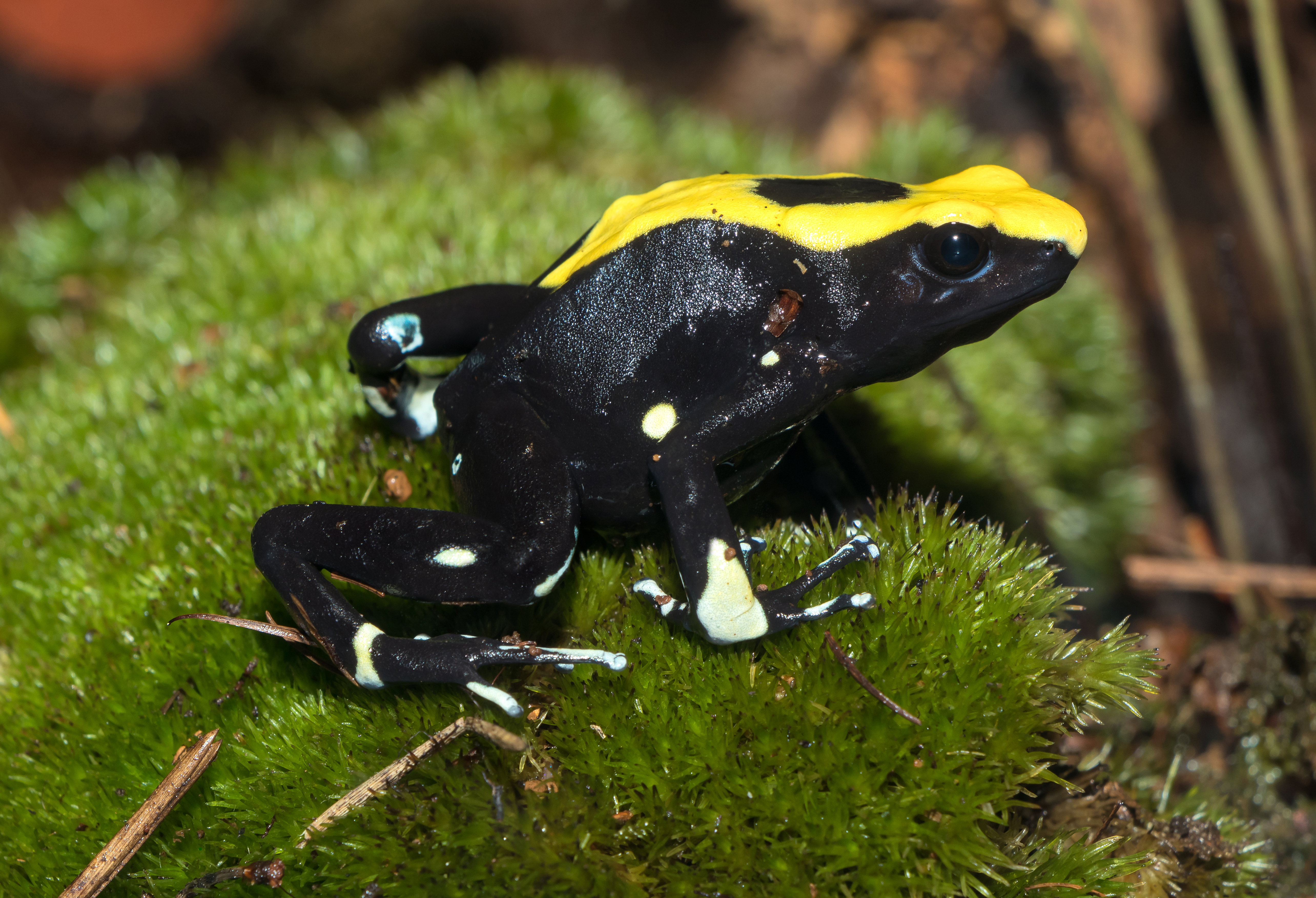 Dyeing poison dart frog - Wikipedia