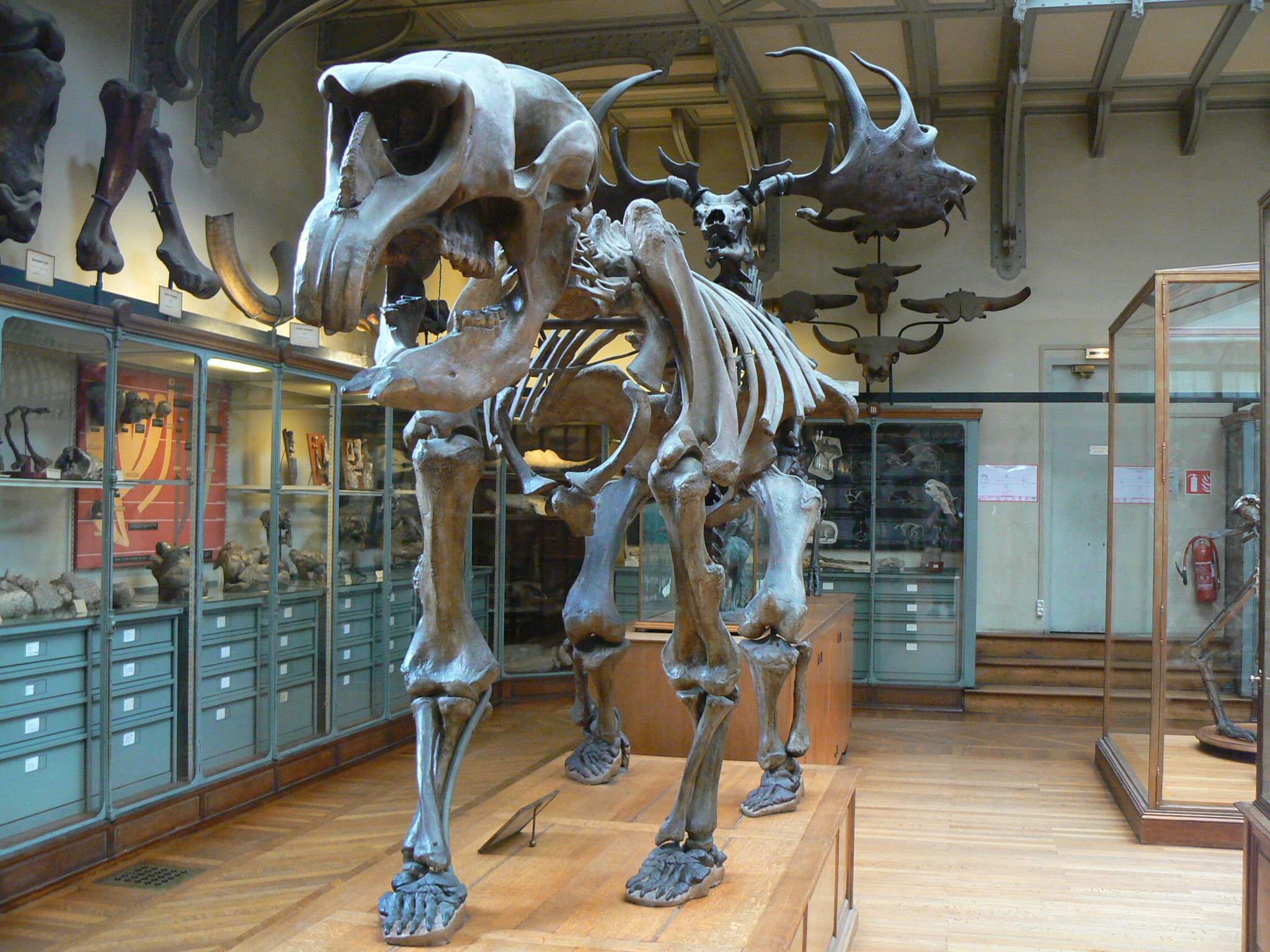 https://upload.wikimedia.org/wikipedia/commons/1/17/Diprotodon_australis_skeleton.JPG