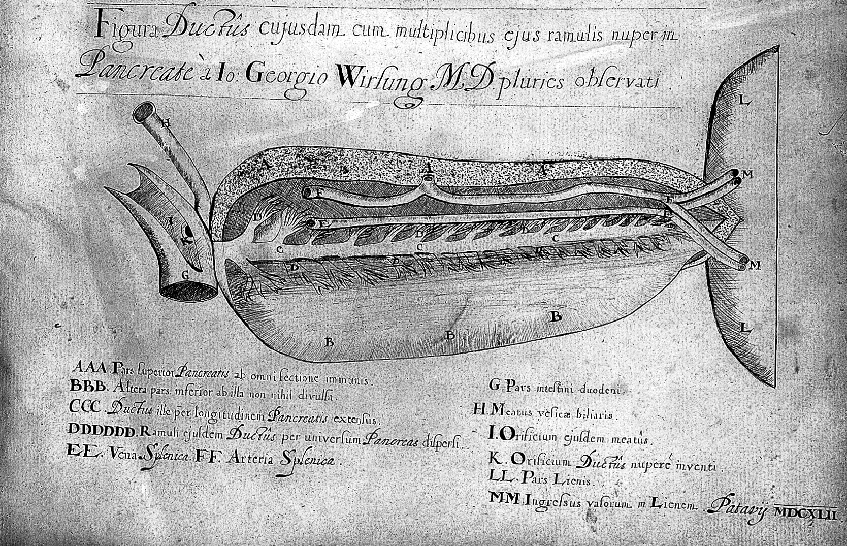 Featured image of post Pancreas Drawing Webmd s pancreas anatomy page provides a detailed image definition and information about the learn the conditions that affect the pancreas as well as its function and location in the body