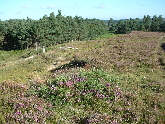 File:Dur Hill Down, New Forest - geograph.org.uk - 34403.jpg