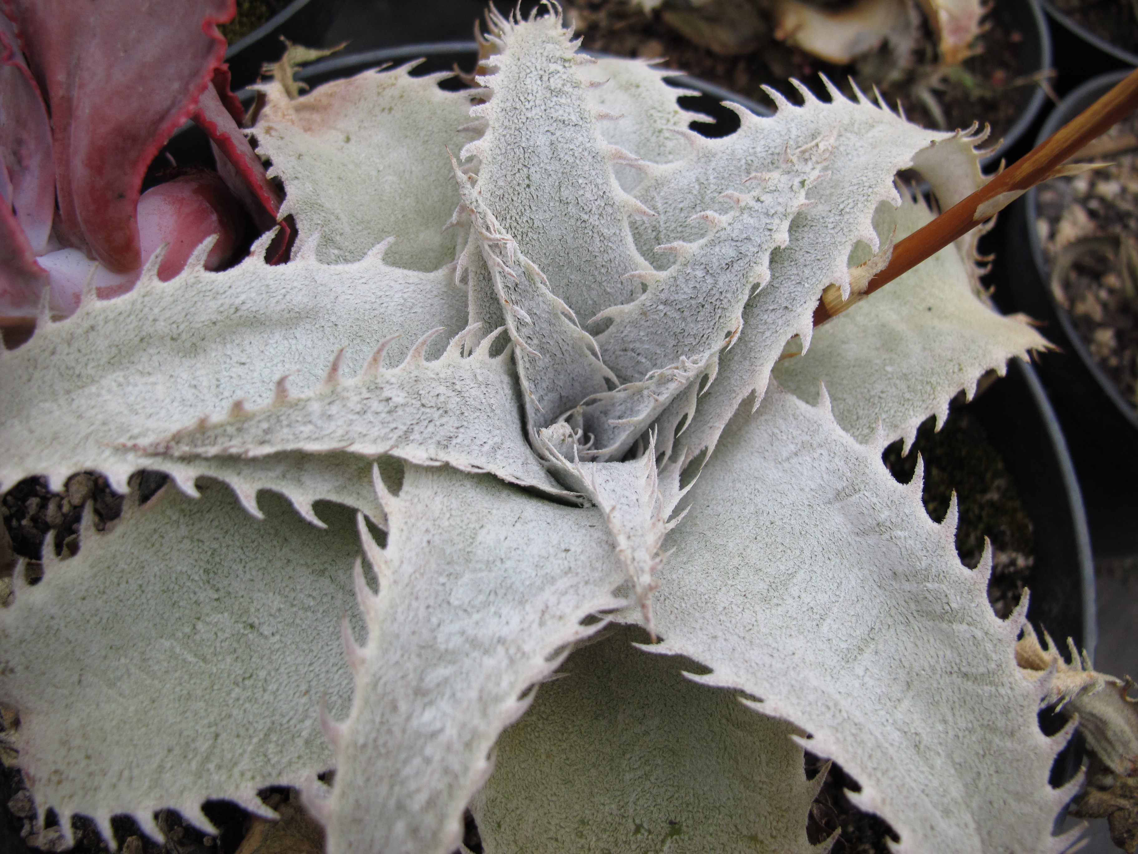 Dyckia marnier-lapostollei - Wikipedia