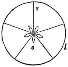 File:EB1911 Flower - diagrammatic section of a quinquelocular ovary.jpg