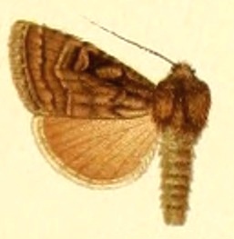 <i>Goniographa marcida</i> Species of moth