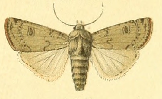 File:Euxoa olivina.jpg