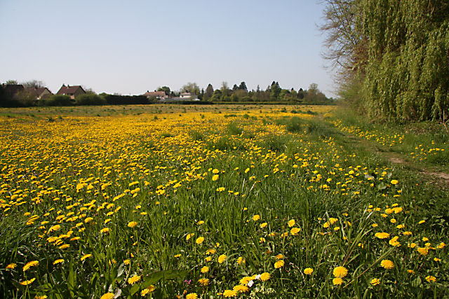 File:Field of dandelions, Fordham - geograph.org.uk - 1273944.jpg