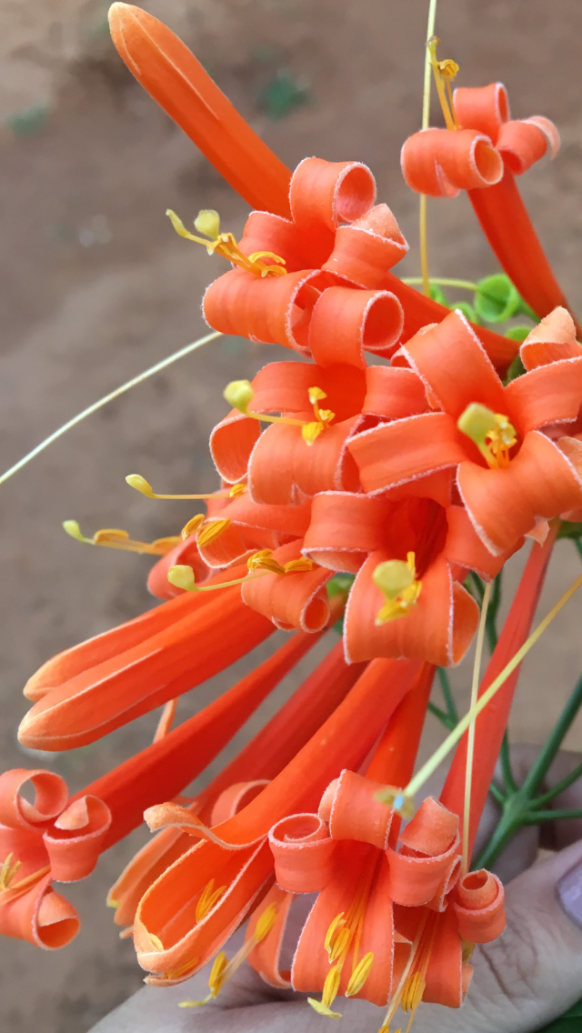 File Flor Do Cipo De Sao Joao Png Wikimedia Commons