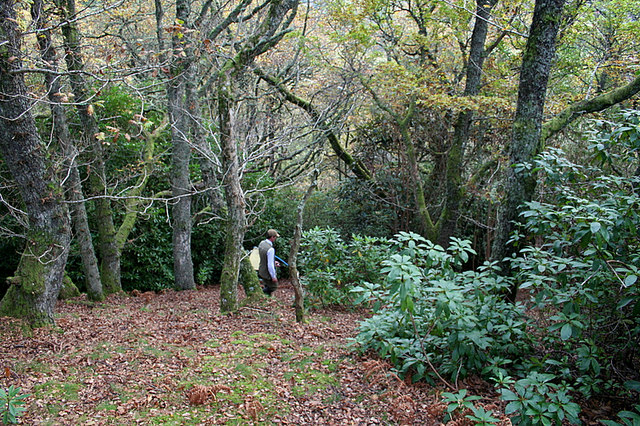 File:Gamekeeper in the steep descent of Oakwood - geograph.org.uk - 602233.jpg