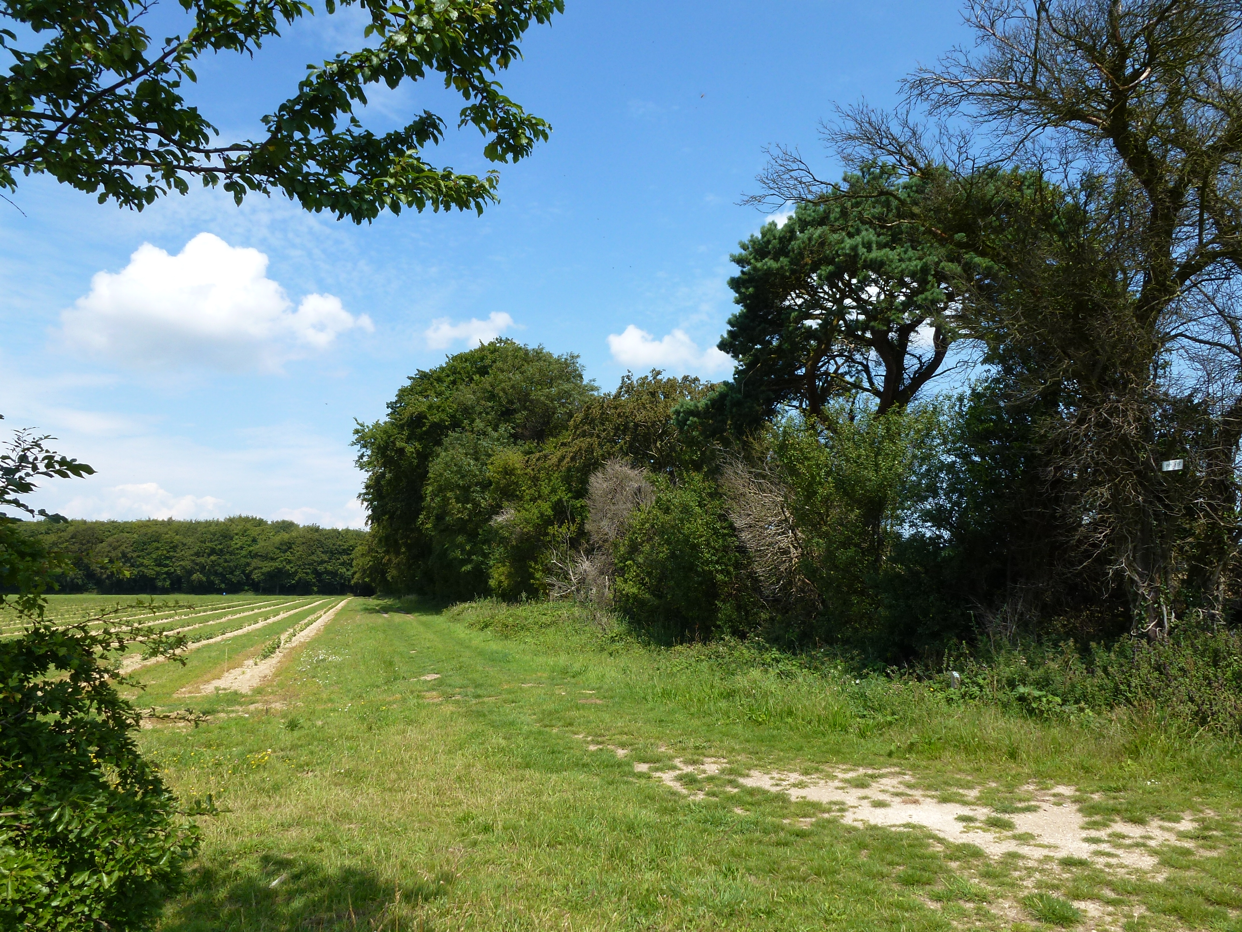 Grass track