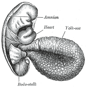 Human embryo of 2.6 mm.