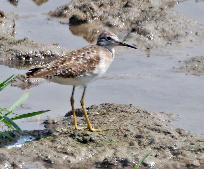 File:Green Sandpiper (Tringa ochropus) at Bharatpur I IMG 5691.jpg