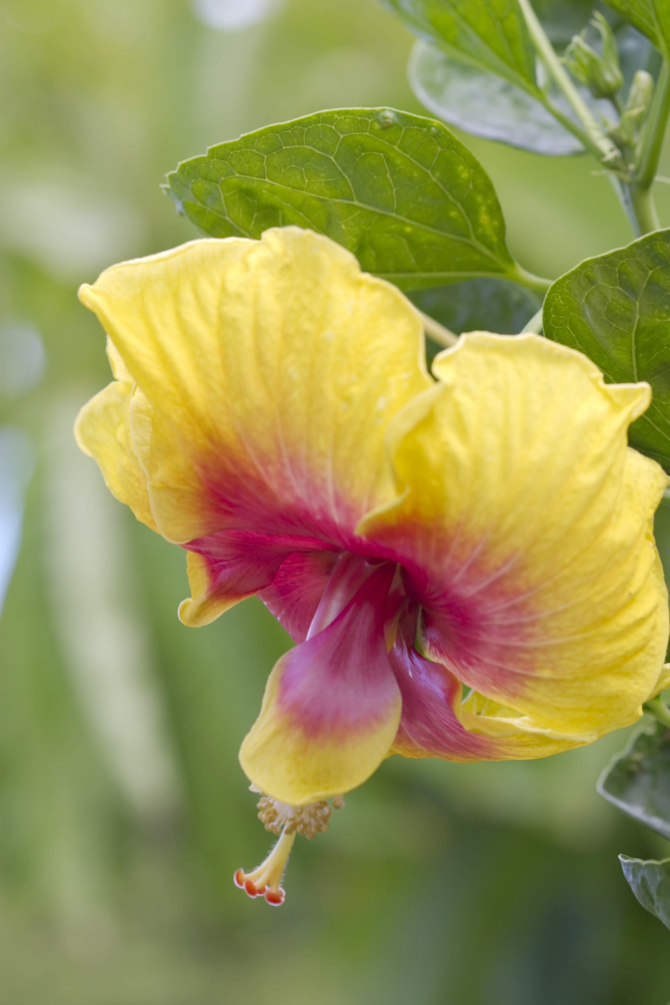 La flor de Hawái - Wikipedia, la enciclopedia libre