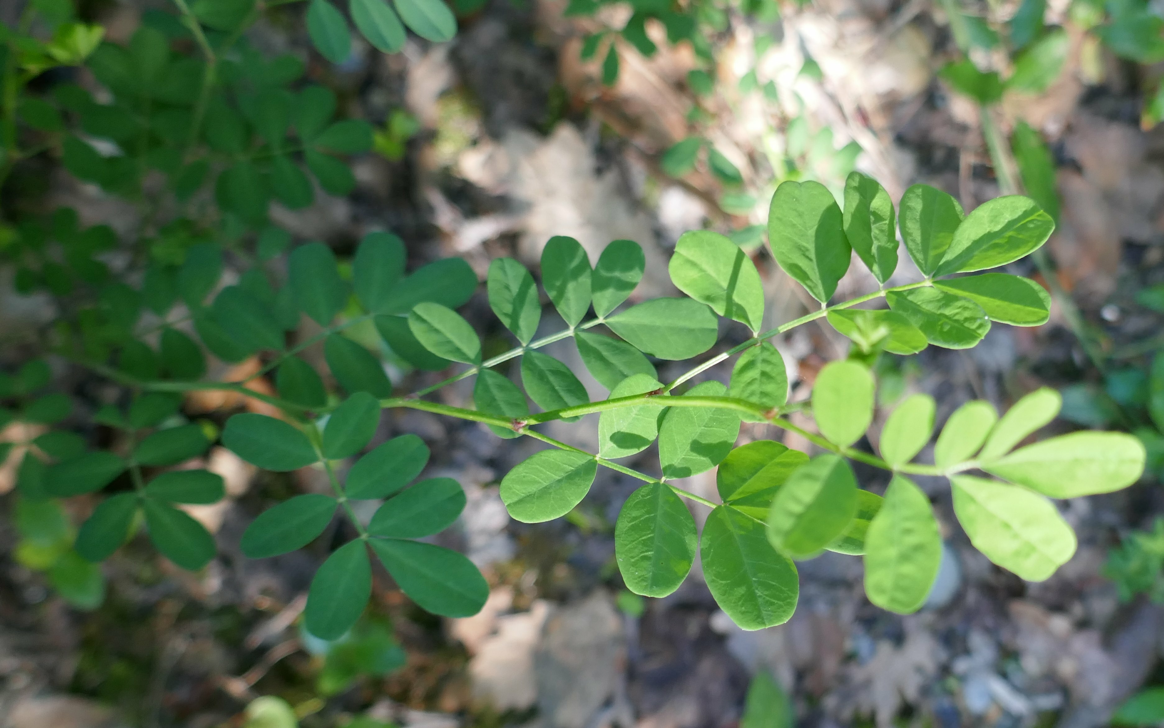 7 leaves. Моринга трава. Моринга масличная. Моринга Акация. Моринга (Moringa Oleifera.