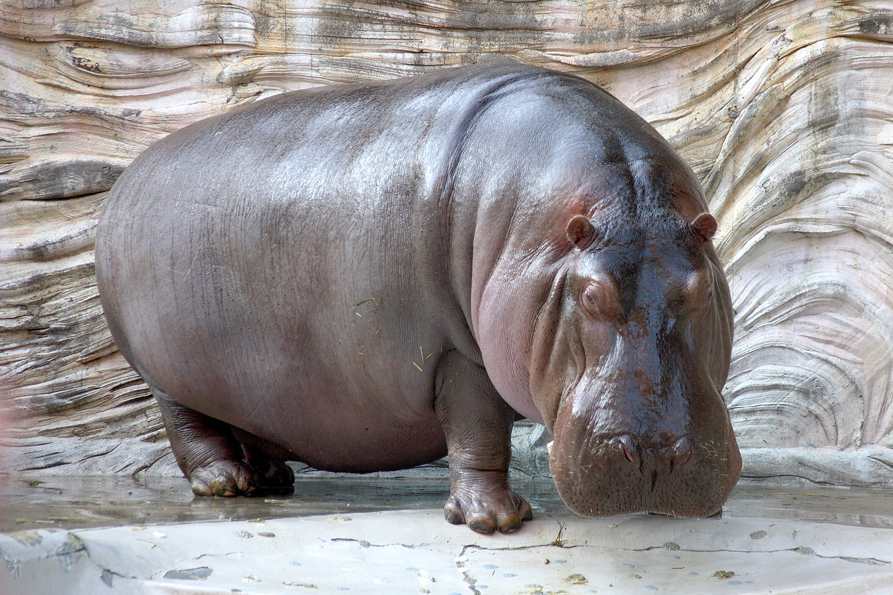 Wild animals hippopotamus