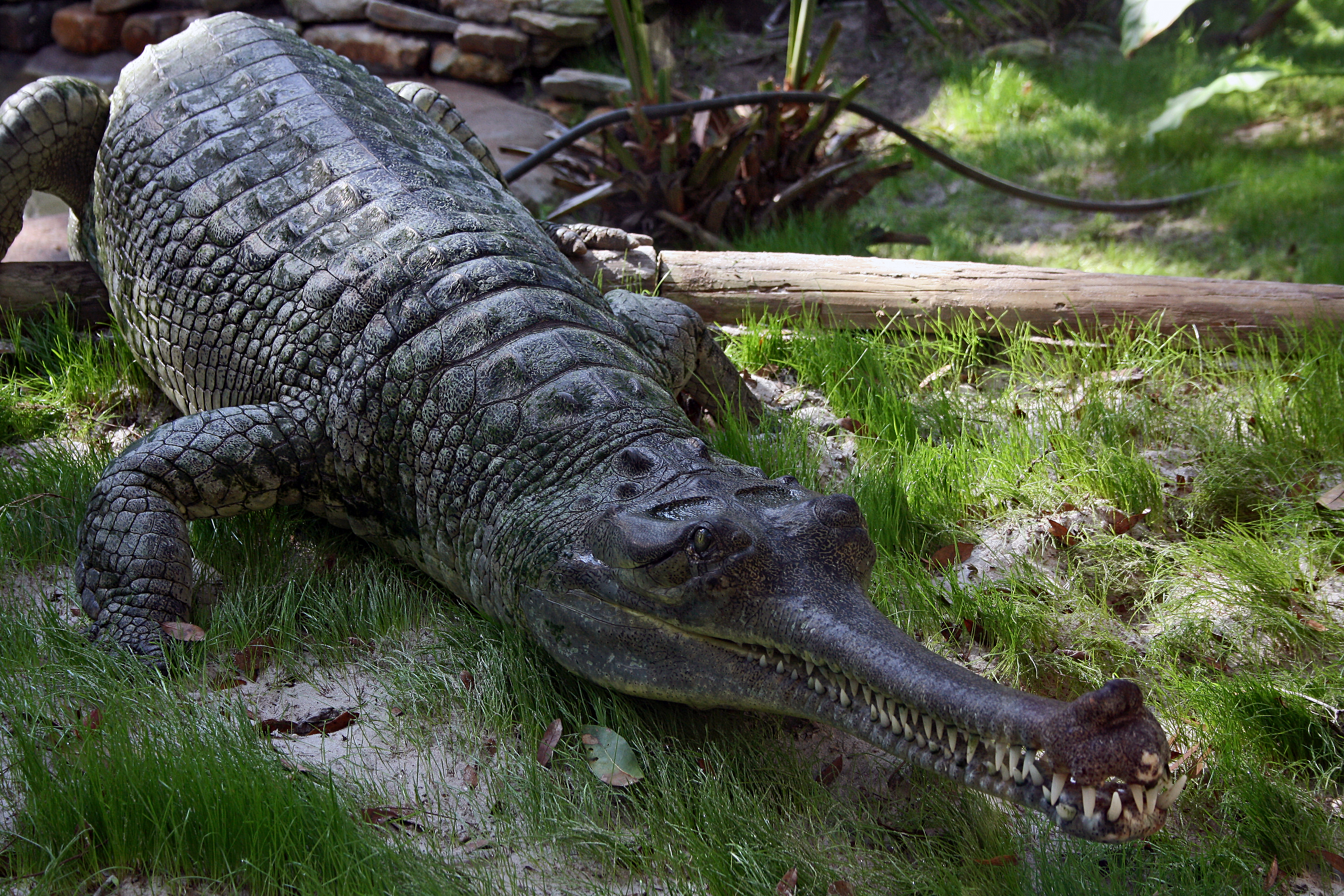 Endangered Gharials