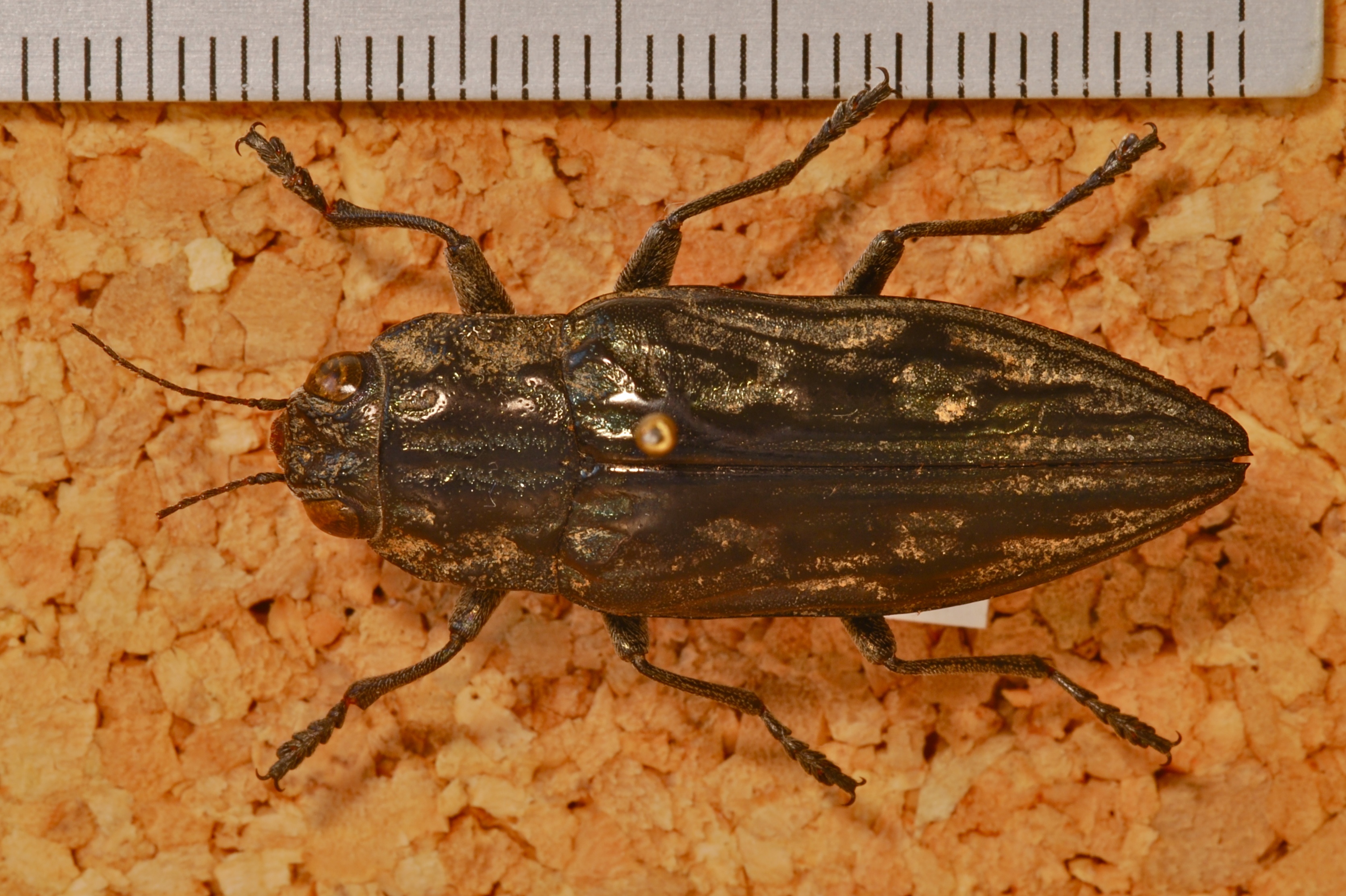 Jewel Beetle (Chalcophora mexicana) (8226660205).jpg