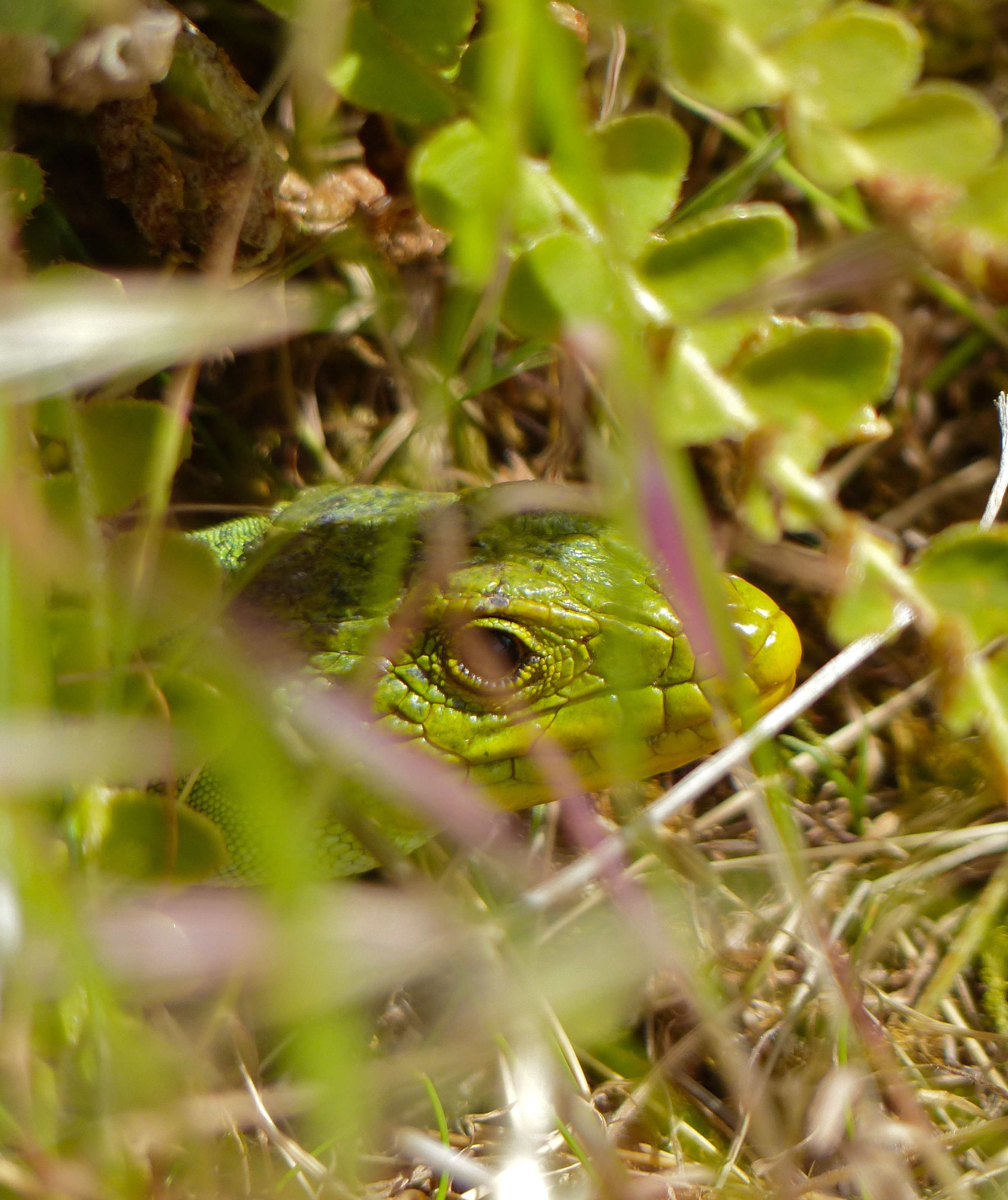 Jewelled Lizard (Timon lepidus) in the grass (14337898494).jpg