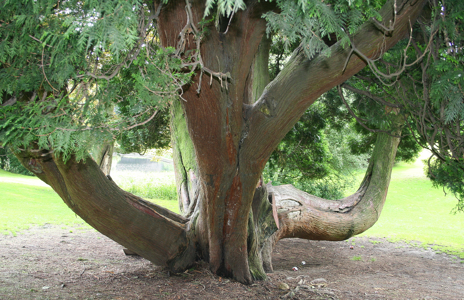 Thuja Baum