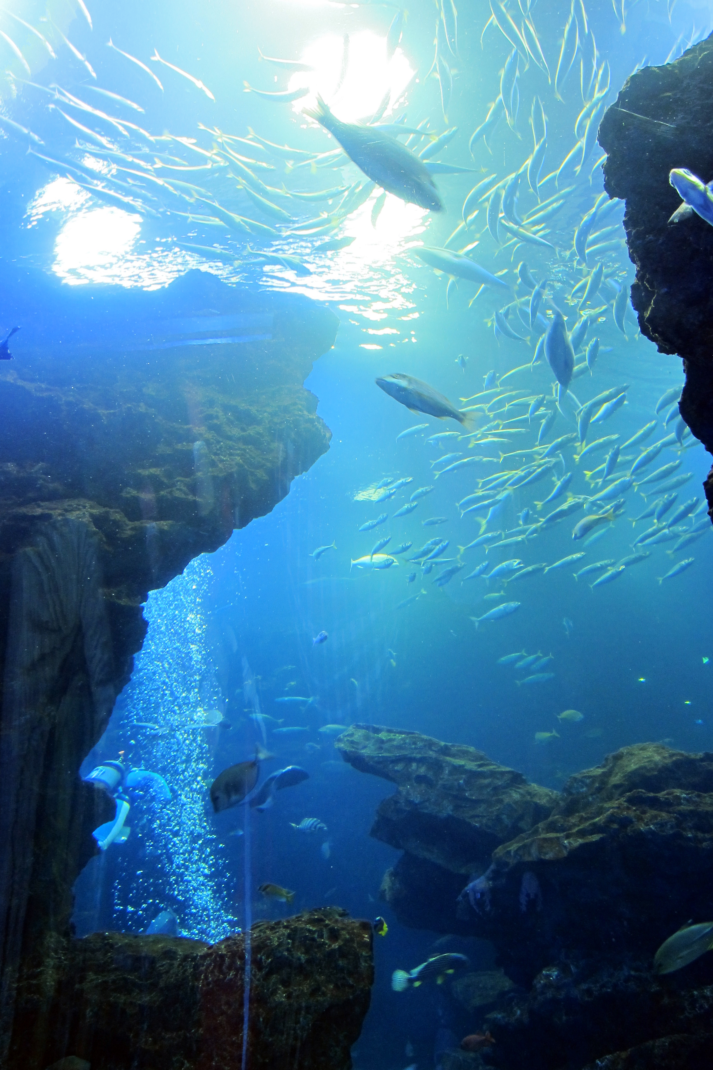 京都水族館 維基百科 自由的百科全書