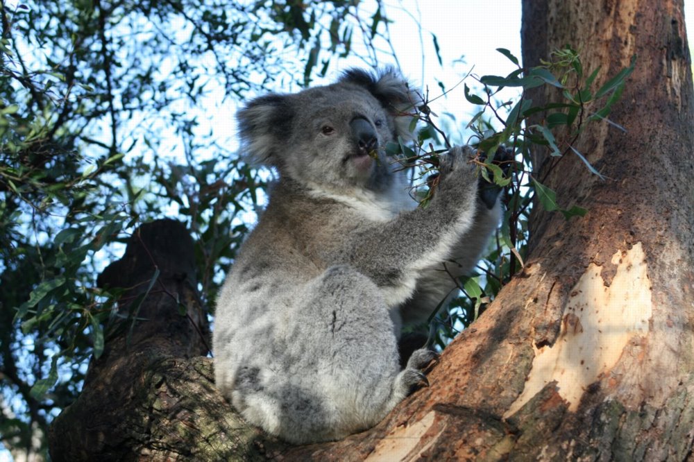 File:Koala Phascolarctos cinereus.jpg - Wikipedia