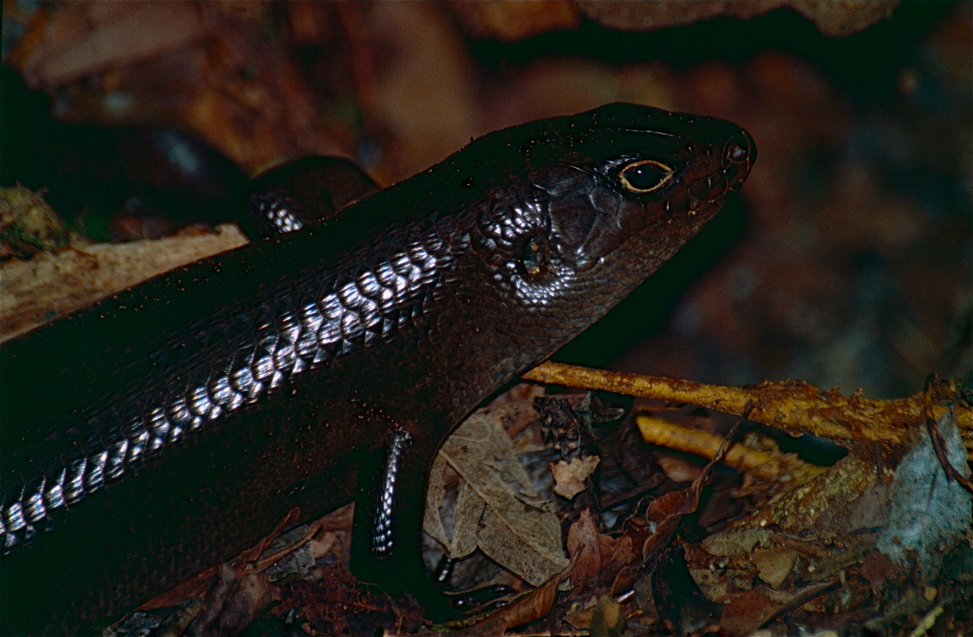 Land Mullet (Bellatorias major) (10244715656).jpg