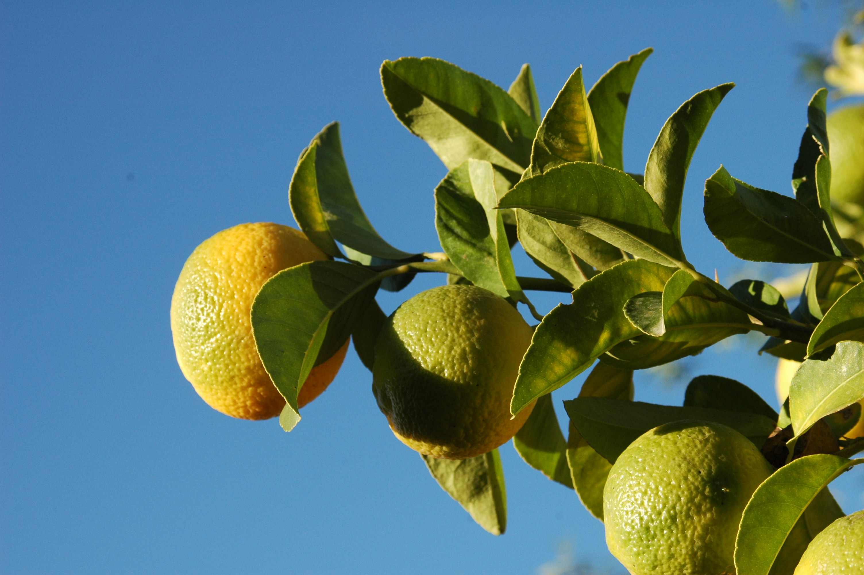 File:Lemon.jpg - Wikimedia Commons