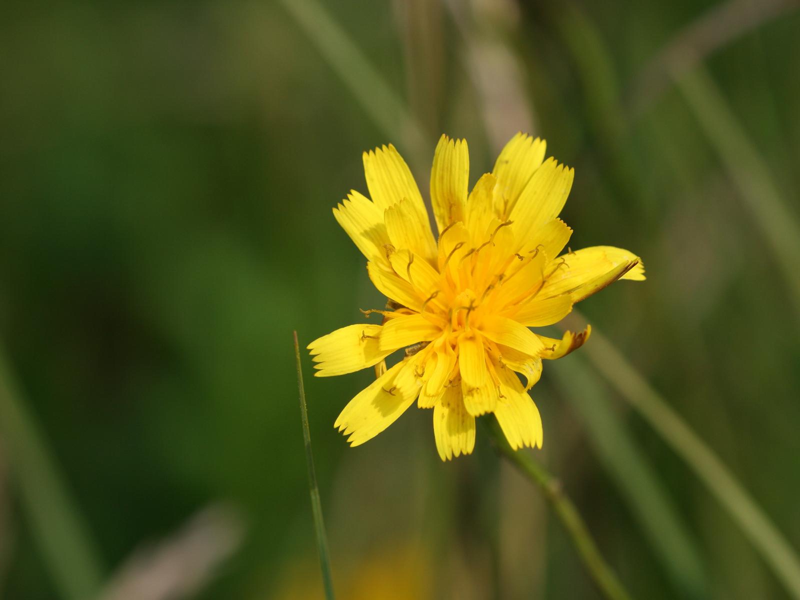 Leontodon autumnalis