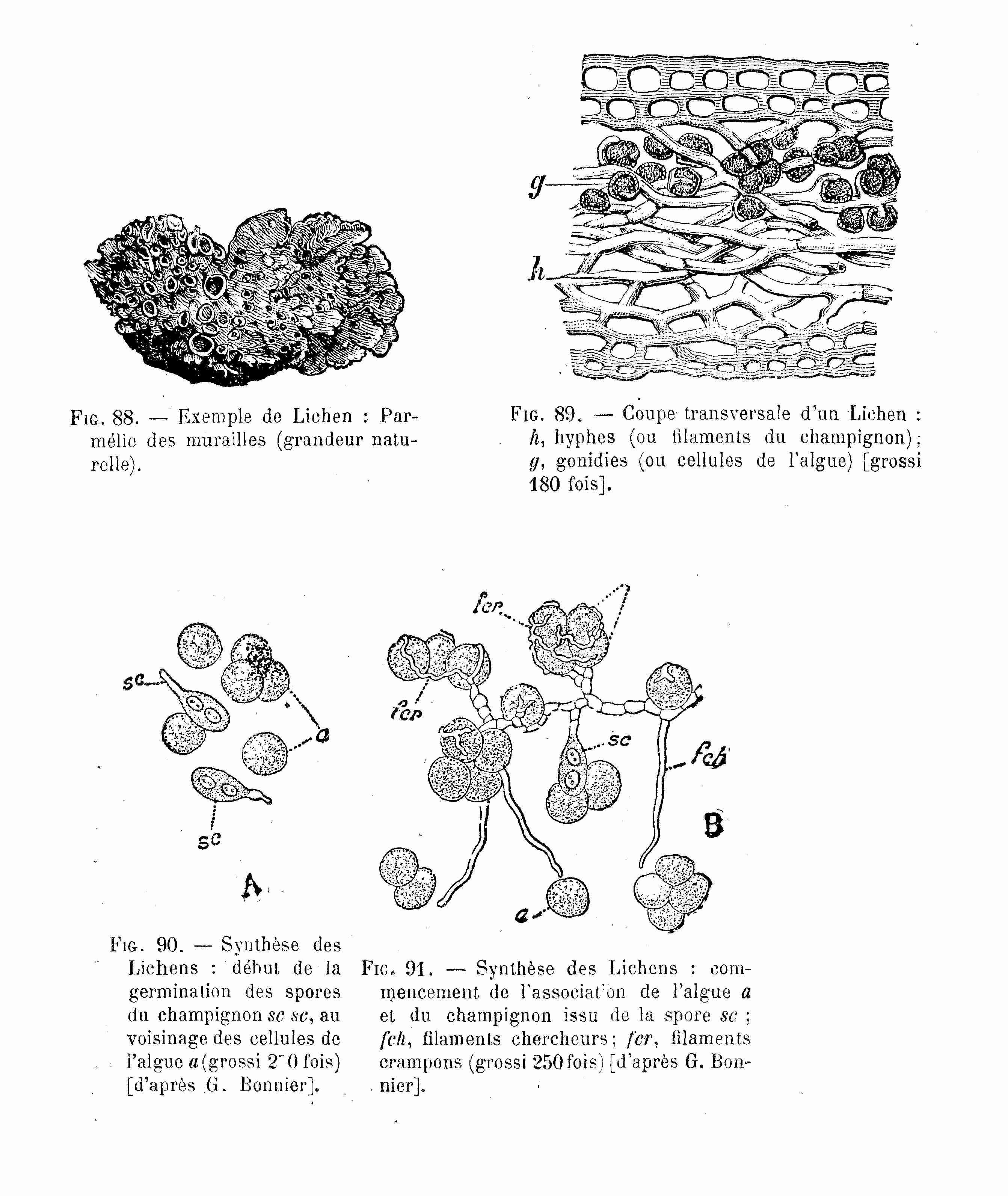 File Lichen Coupe Synthese Jpg Wikimedia Commons