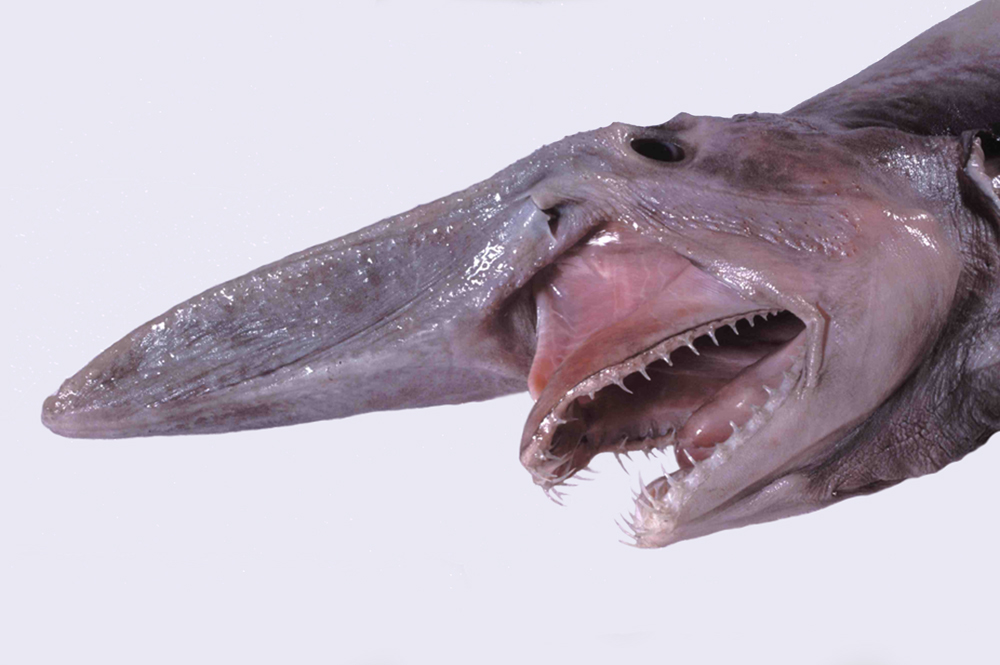 Goblin Shark Simple English Wikipedia The Free Encyclopedia