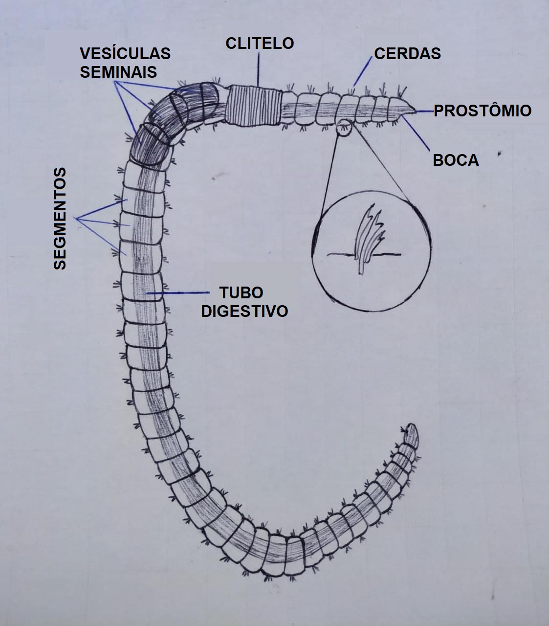 oligochaeta diagram