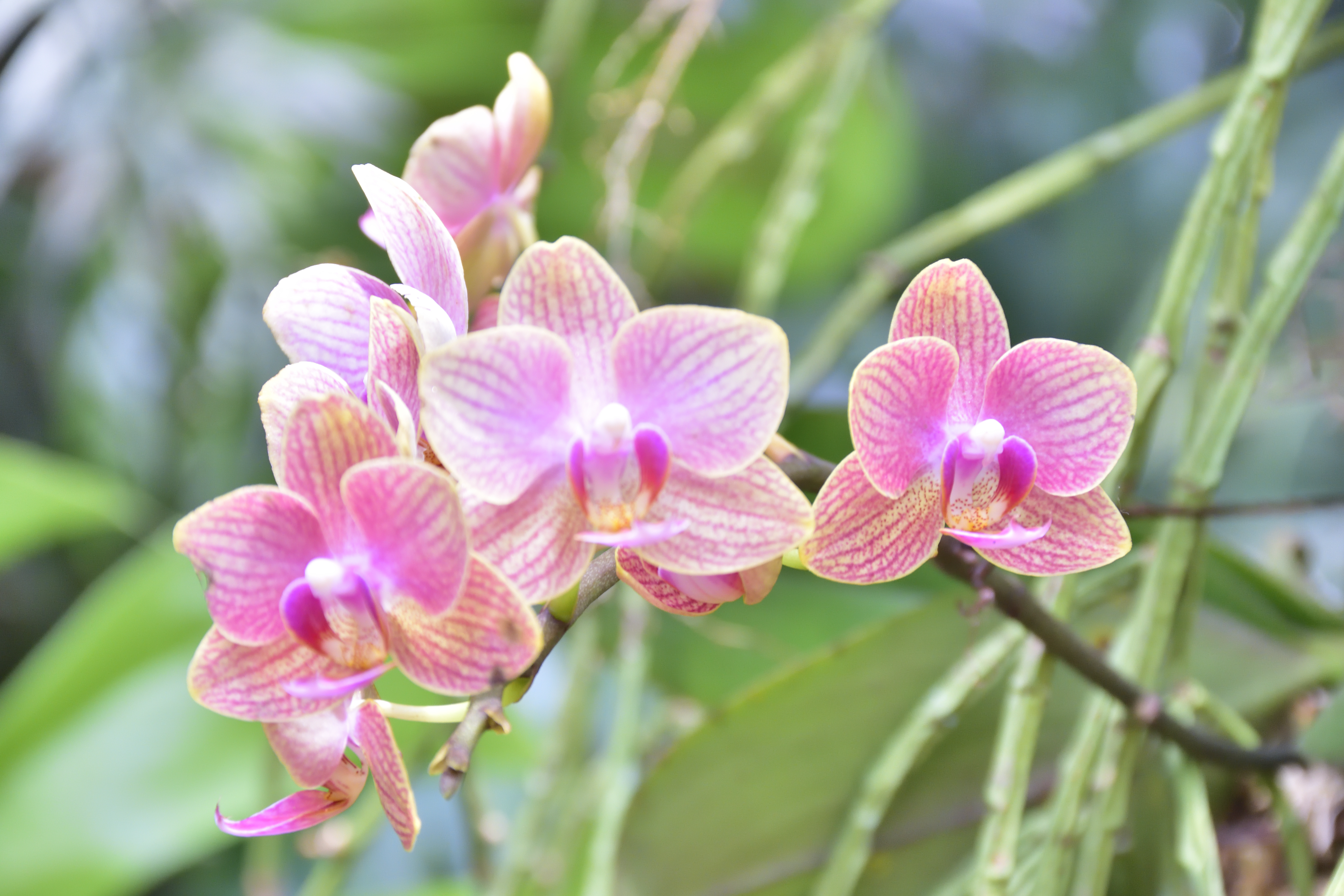 File:Orquidea Phalaenopsis Rajada.jpg - Wikimedia Commons