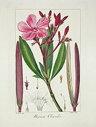 File:Pancrace Bessa 05 Nerium Oleander.jpg