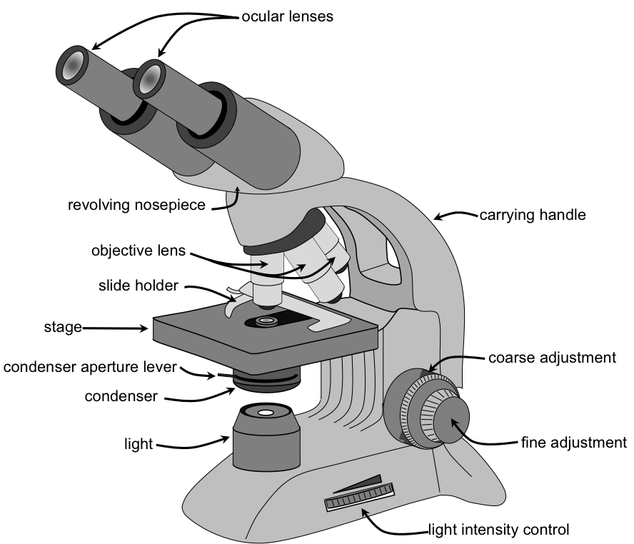 File:Parts of a Microscope (english).png - Wikimedia Commons