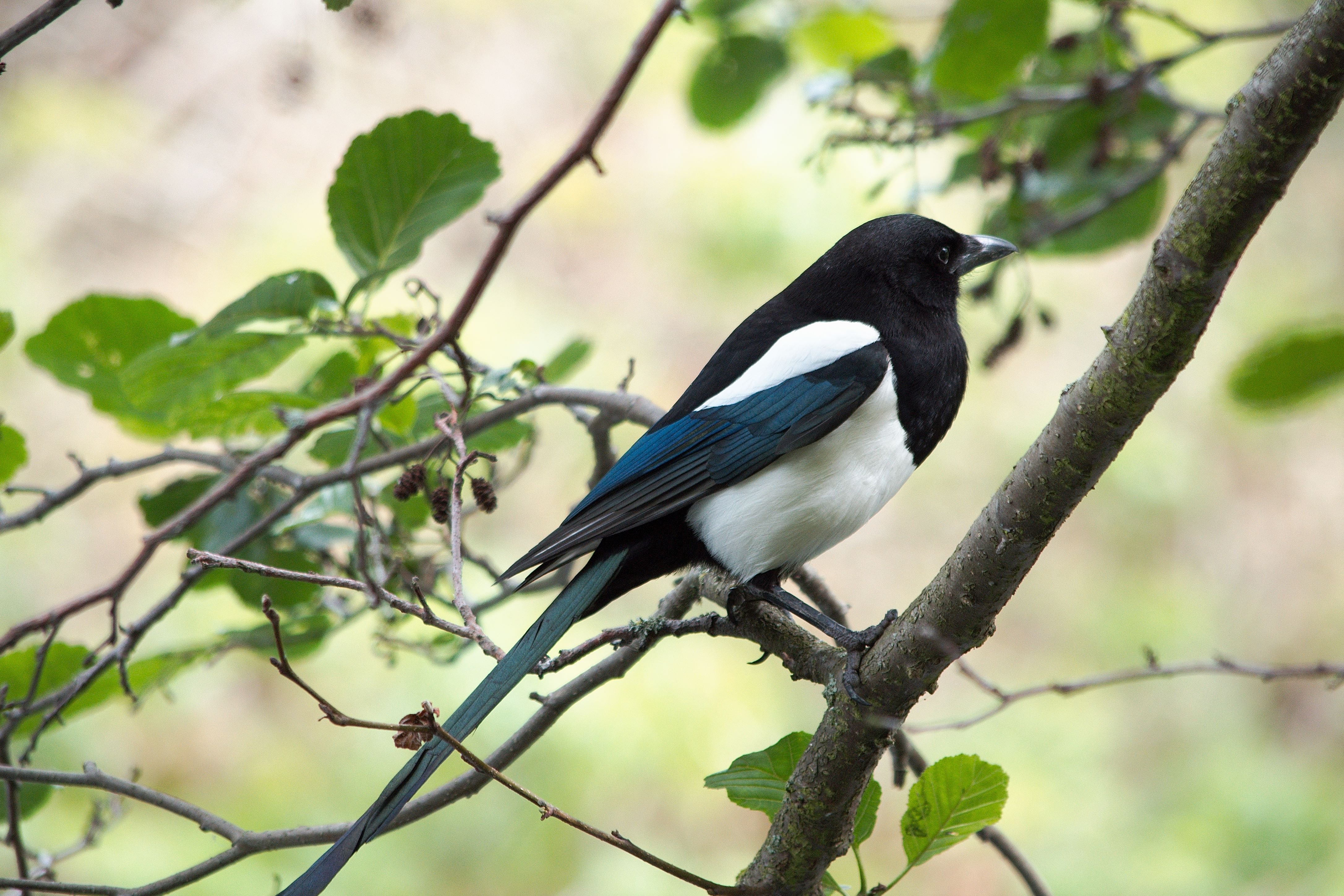 File:Pica pica perched on branch 2.jpg - Wikispecies