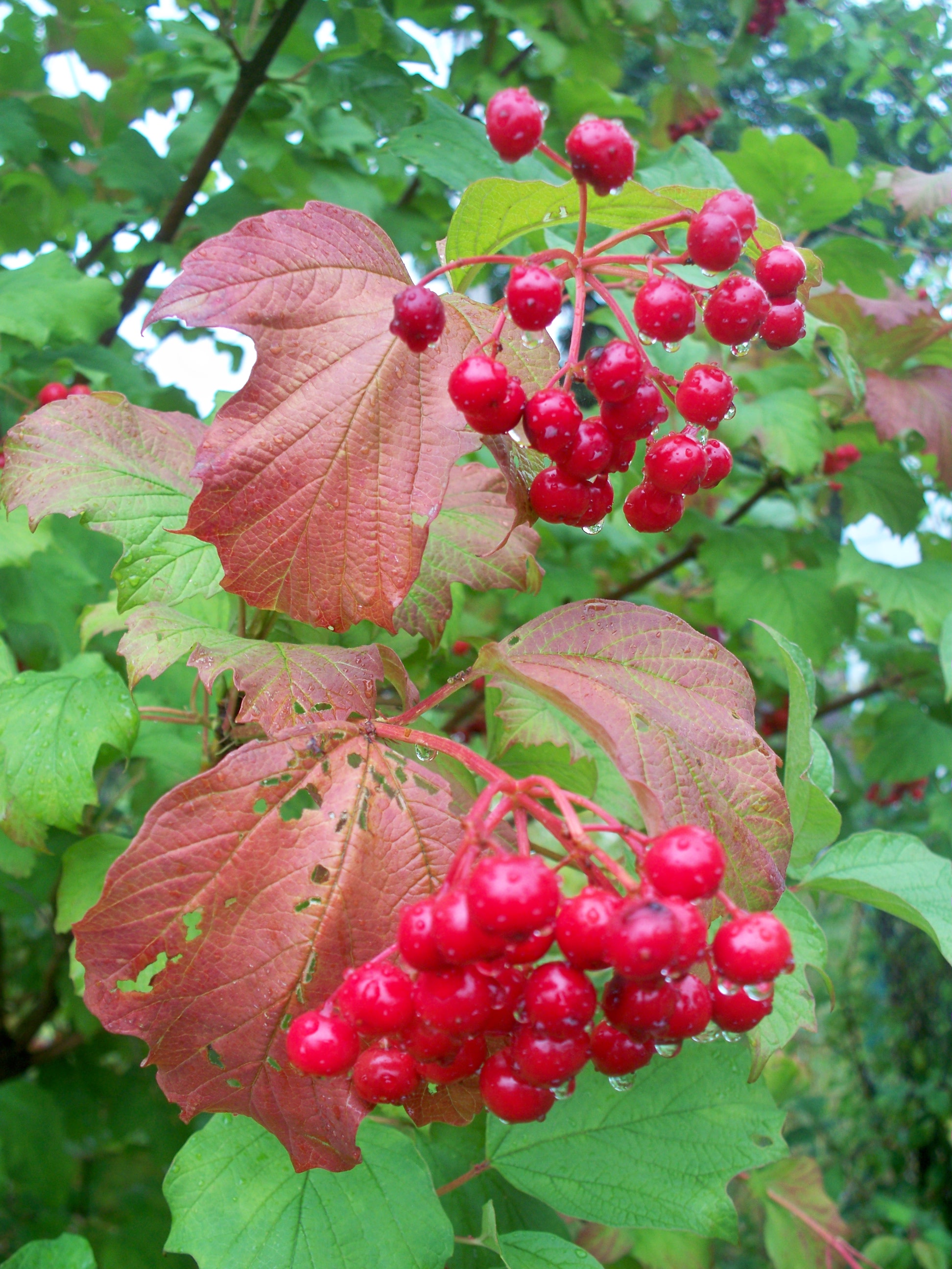 Червона калина. Калина обыкновенная (Viburnum opulus l.). Ой лоза Червона Калина. Червона Калина растение.