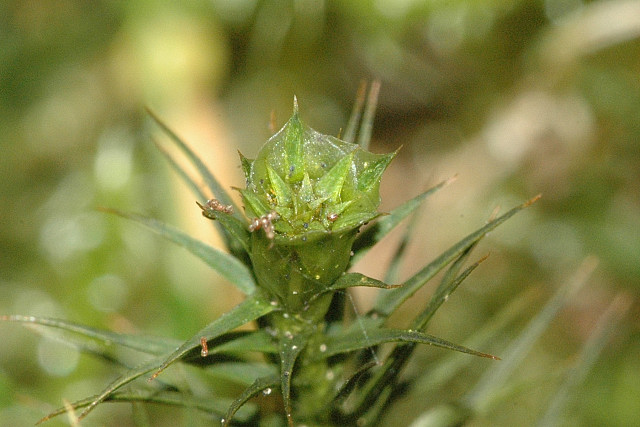 File:Polytrichum.juniperinum.male.jpg