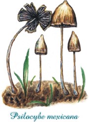 Descrizione dell'immagine Psilocybe mexicana.jpg.