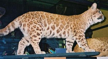 File:Pumapard5.jpg