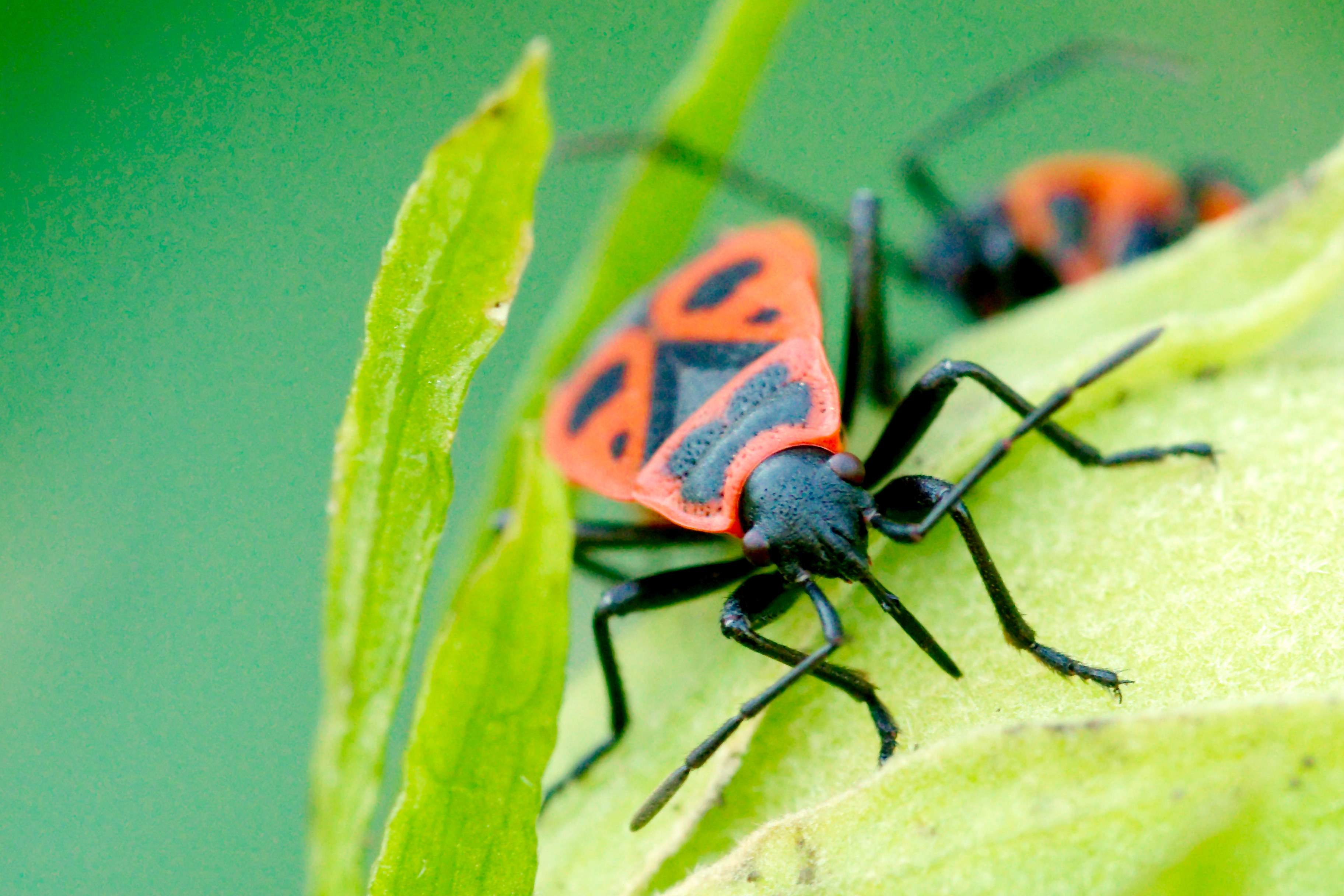 File Pyrrhocoris Apterus Feeding On Hibiscus Syriacus Fruit Jpg Wikimedia Commons