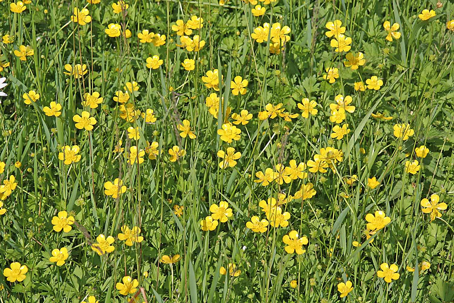 Стения. Столонообразующие Лютик ползучий (Ranunculus repens). Стение Лютик ползучий. Лютик ползучий газон. Лютик низкий ползучий жёлтый.