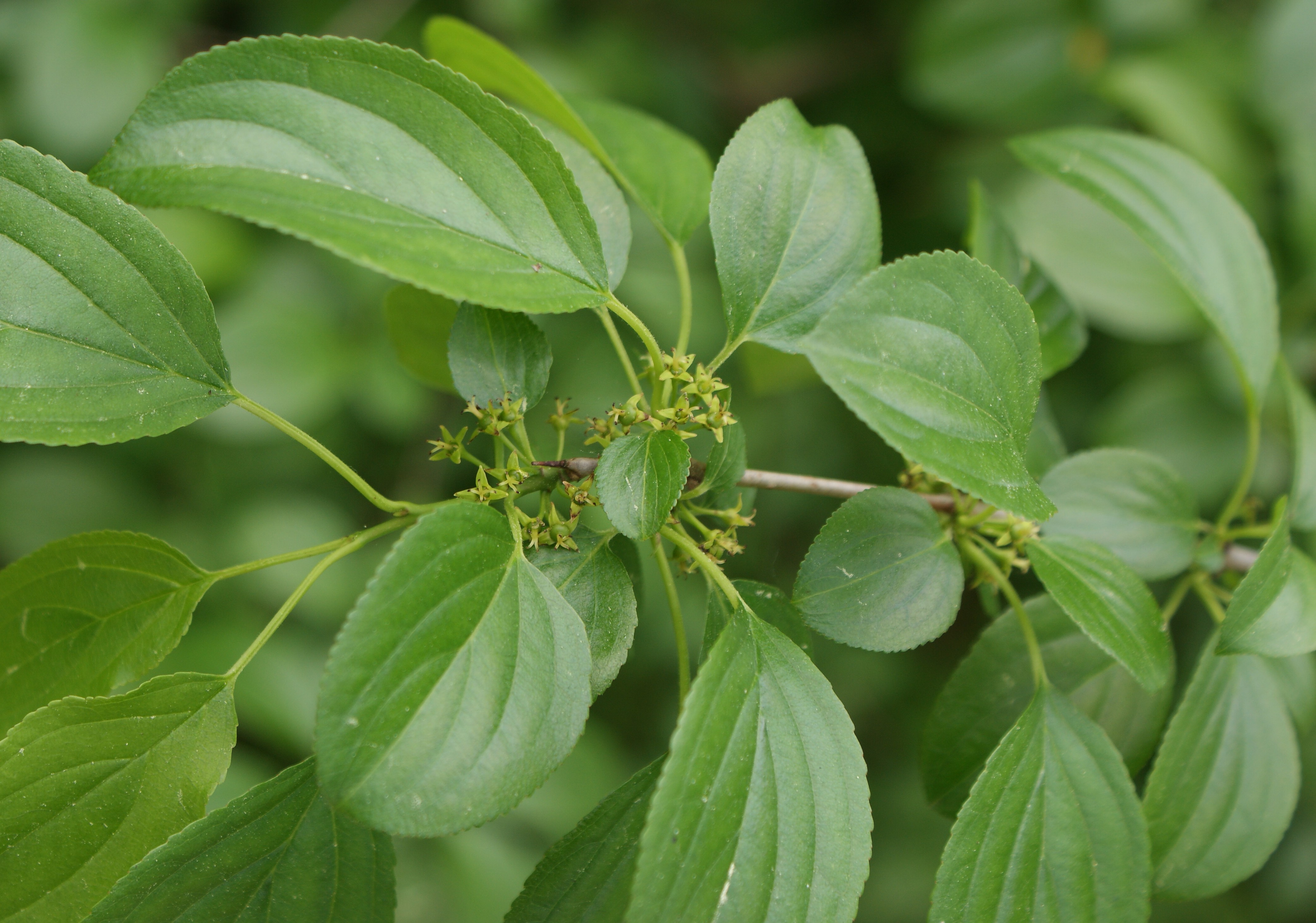 Bildergebnis für rhamnus cathartica