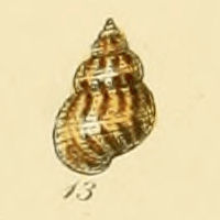 <i>Alvania punctura</i> Species of gastropod