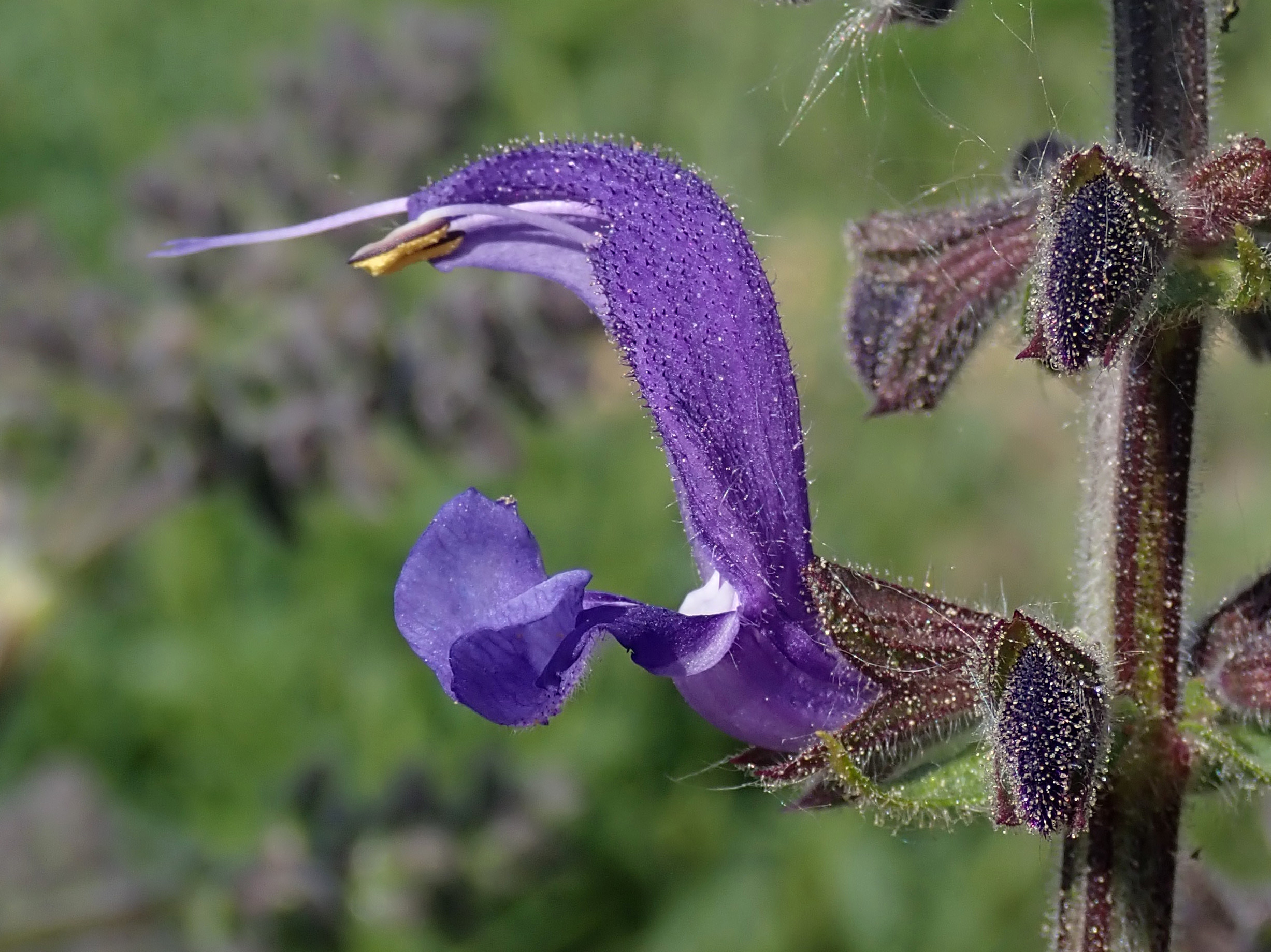 Tipos de salvias para que sirve