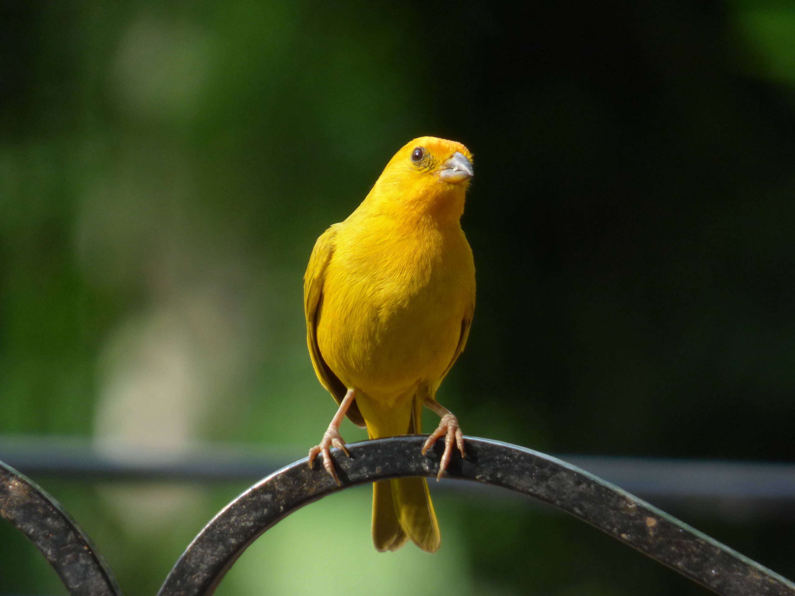 Canarios pajaros amarillos