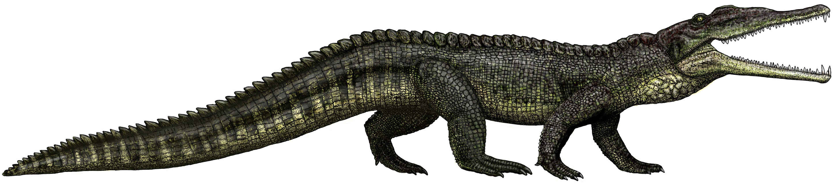 Smilosuchus adamanensis flipped.jpg