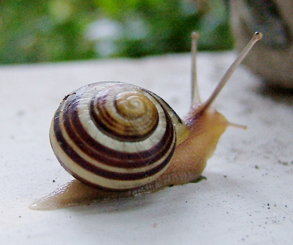 Snail on Railing