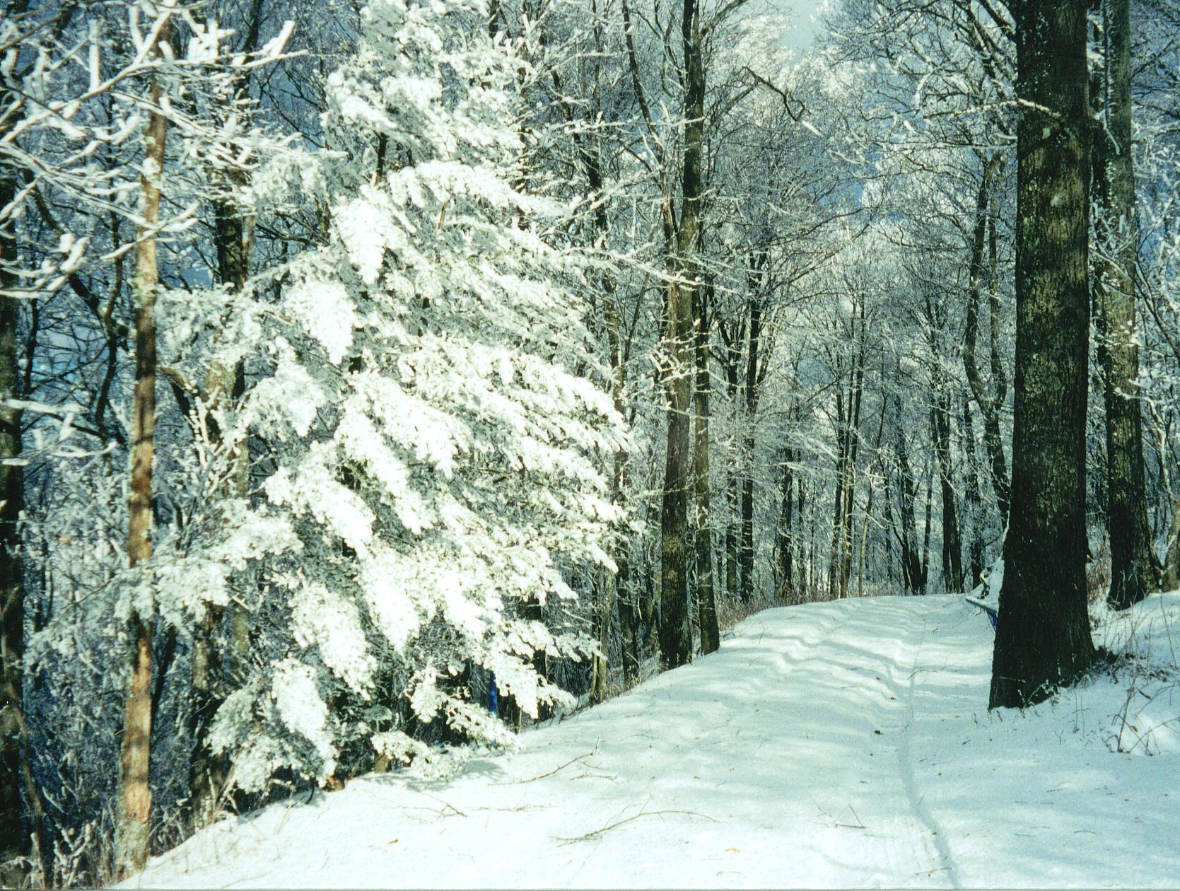 FileSnow Fall At Woody's Knob Summit.jpg Wikimedia Commons