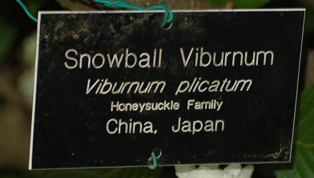 File:Snowball Viburnum Viburnum plicatum Tag.JPG