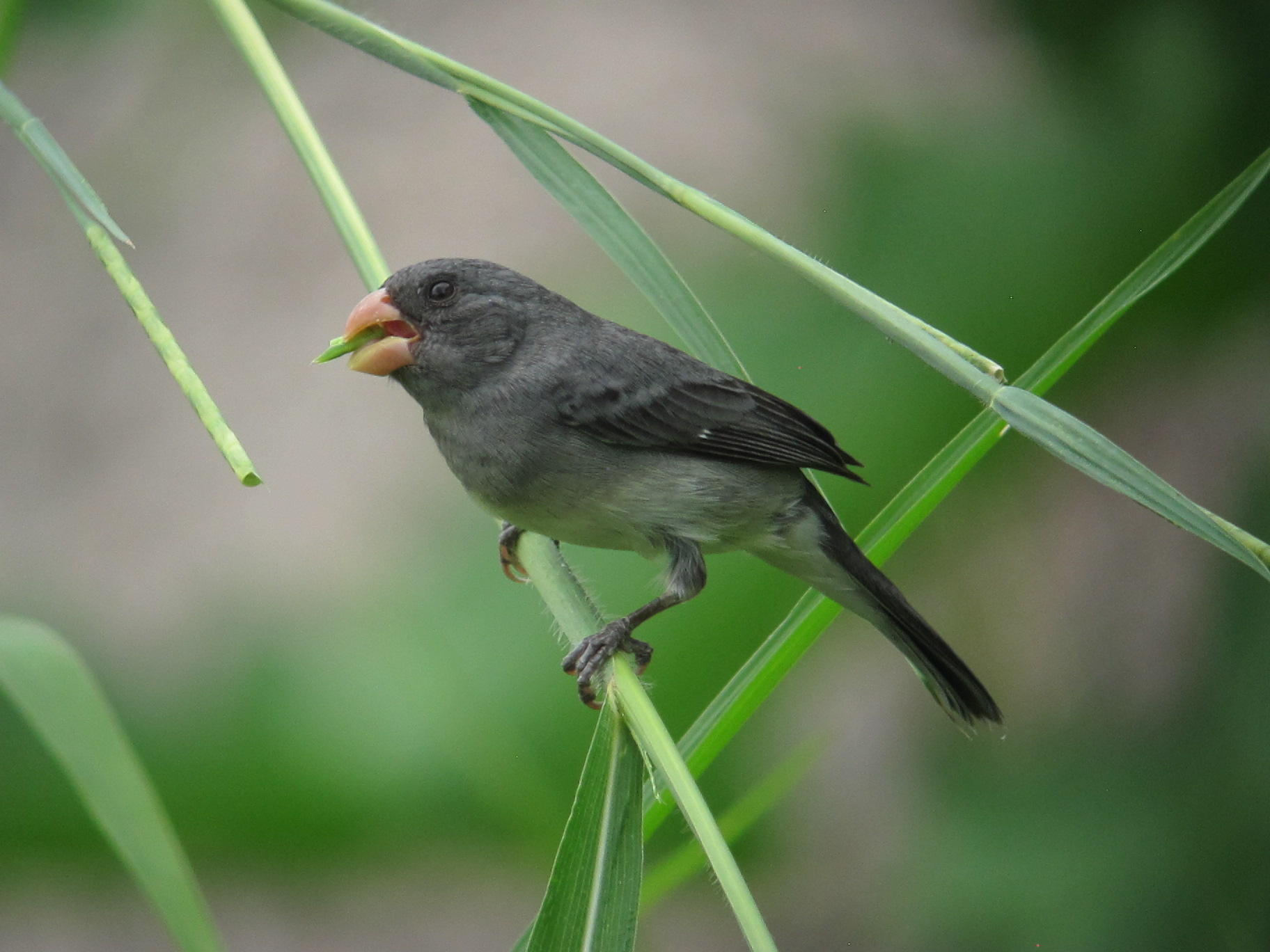 Papa-capim-cinza (Sporophila intermedia - Cabanis, 1851)