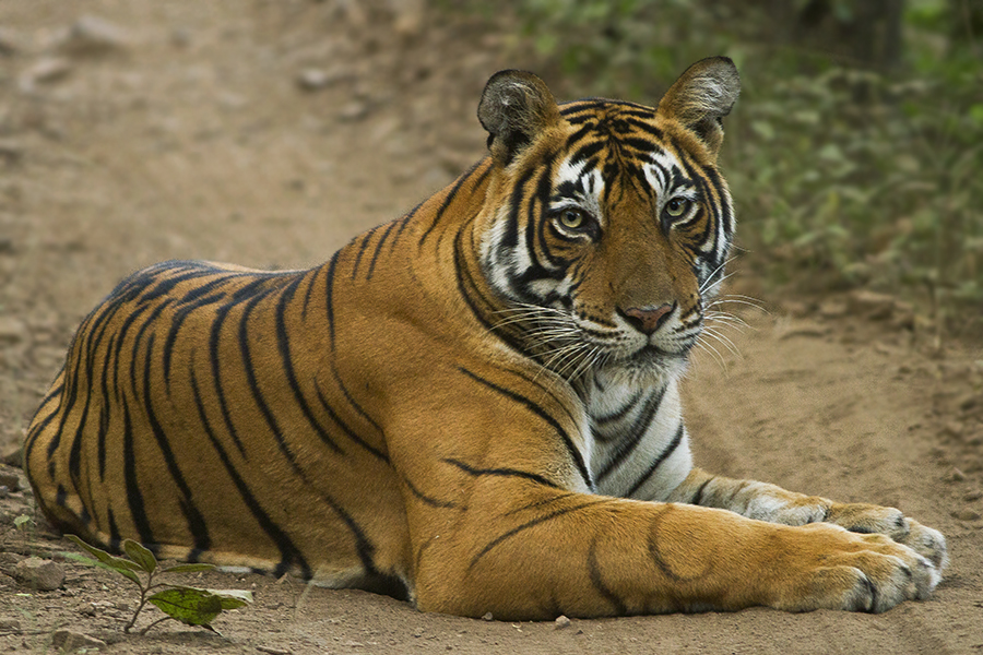 Tigers in India - Wikipedia